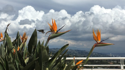 Checking out the new post editor